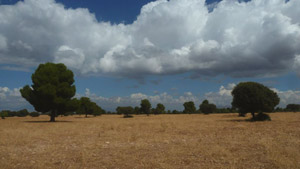 single trees on plain fields